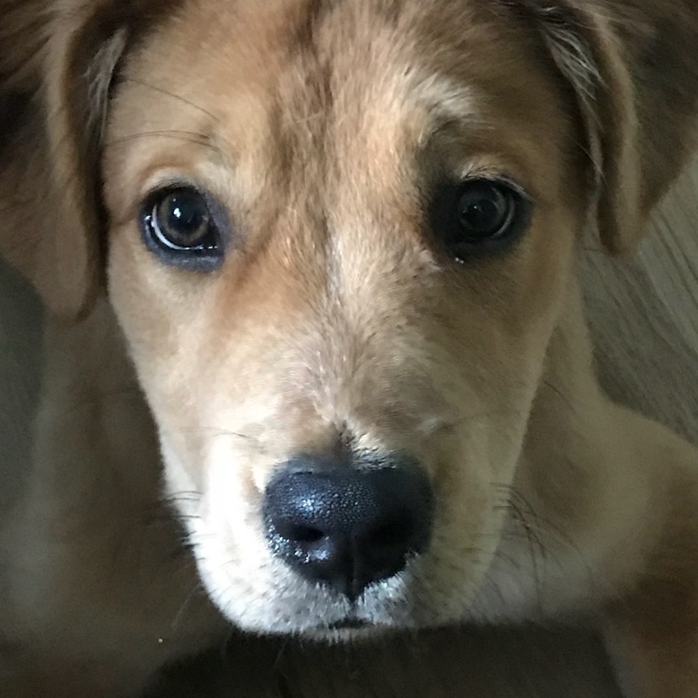 Meet your Posher, Jodi